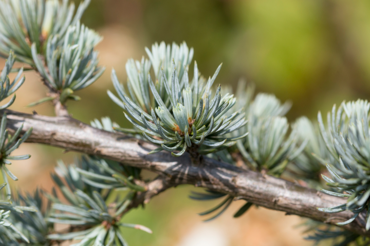 Cedrus libani 'Glauca' - Blauwe Libanonceder