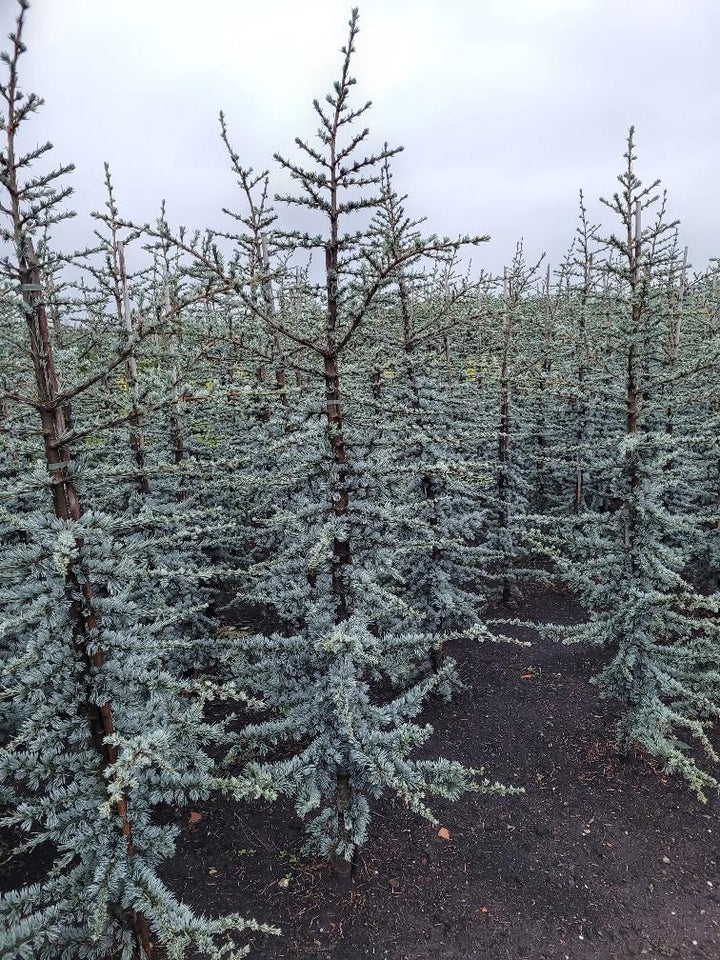 Cedrus libani 'Glauca' - Blauwe Libanonceder