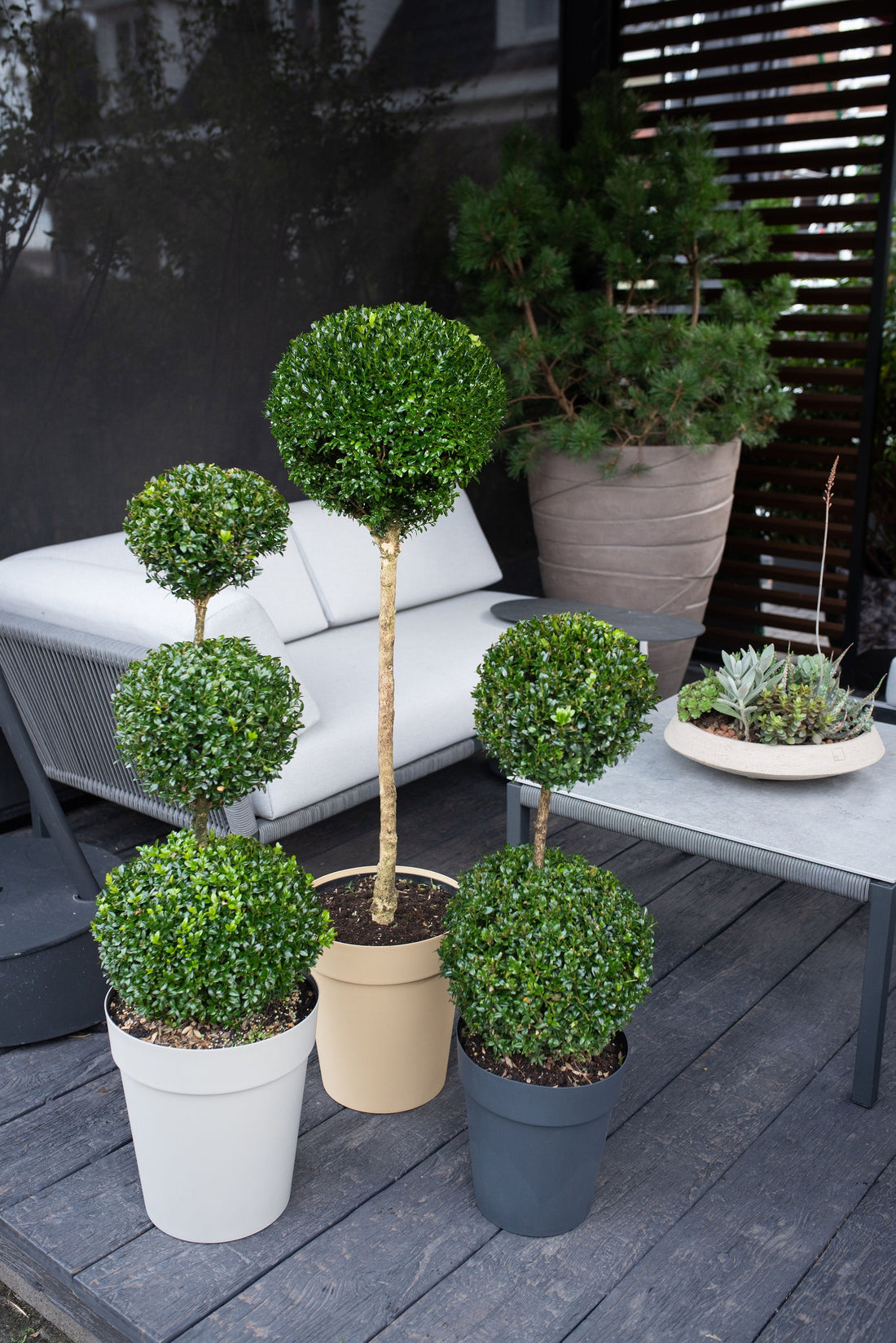 Buxus Sempervirens Bol op Stam