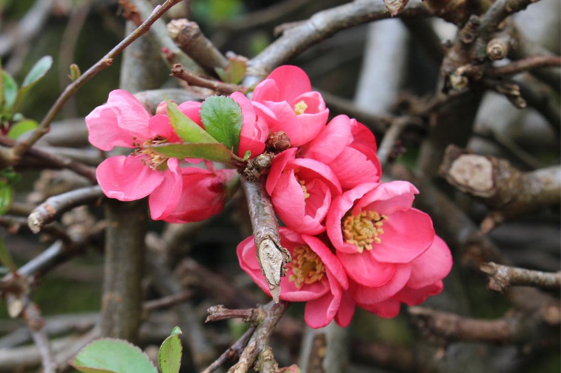 Chaenomeles superba 'Pink Lady' - Japanse Kwee