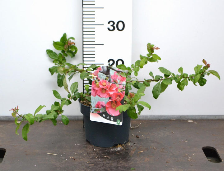 Chaenomeles superba 'Pink Trail' - Japanse Kweepeer
