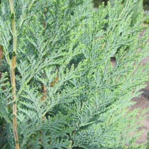 Chamaecyparis lawsoniana 'Columnaris' - Conifeer - pakketten per meter