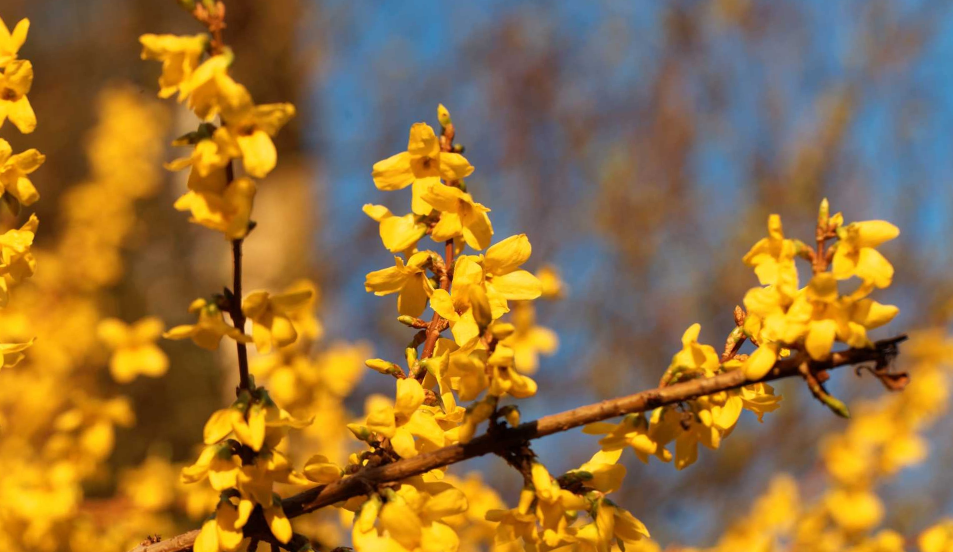 Forsythia intermedia 'Spectabilis' - Chinees klokje