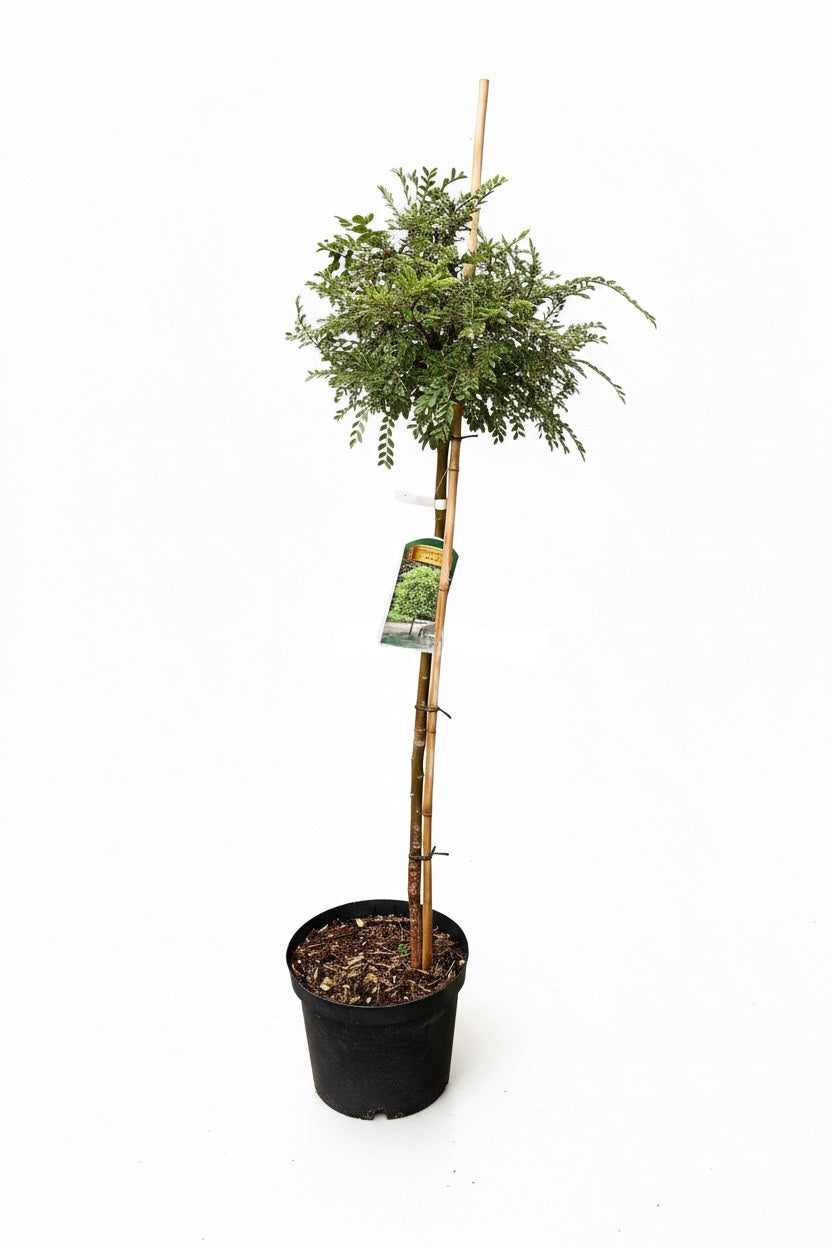 Ulmus parvifolia 'Geisha' - Chinese Iep op stam