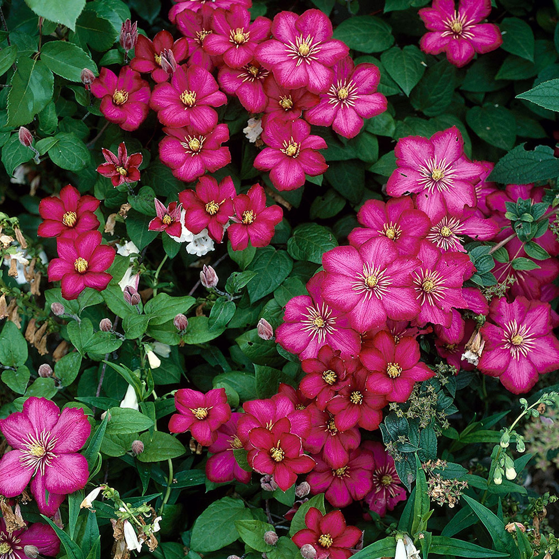 Clematis mix - Kleur - Pakket van 10