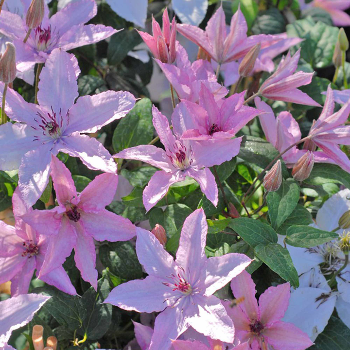 Clematis mix - Kleur - Pakket van 10