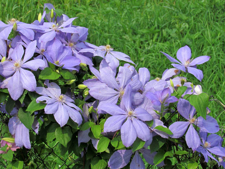 Clematis 'Justa' - Lila bosrank