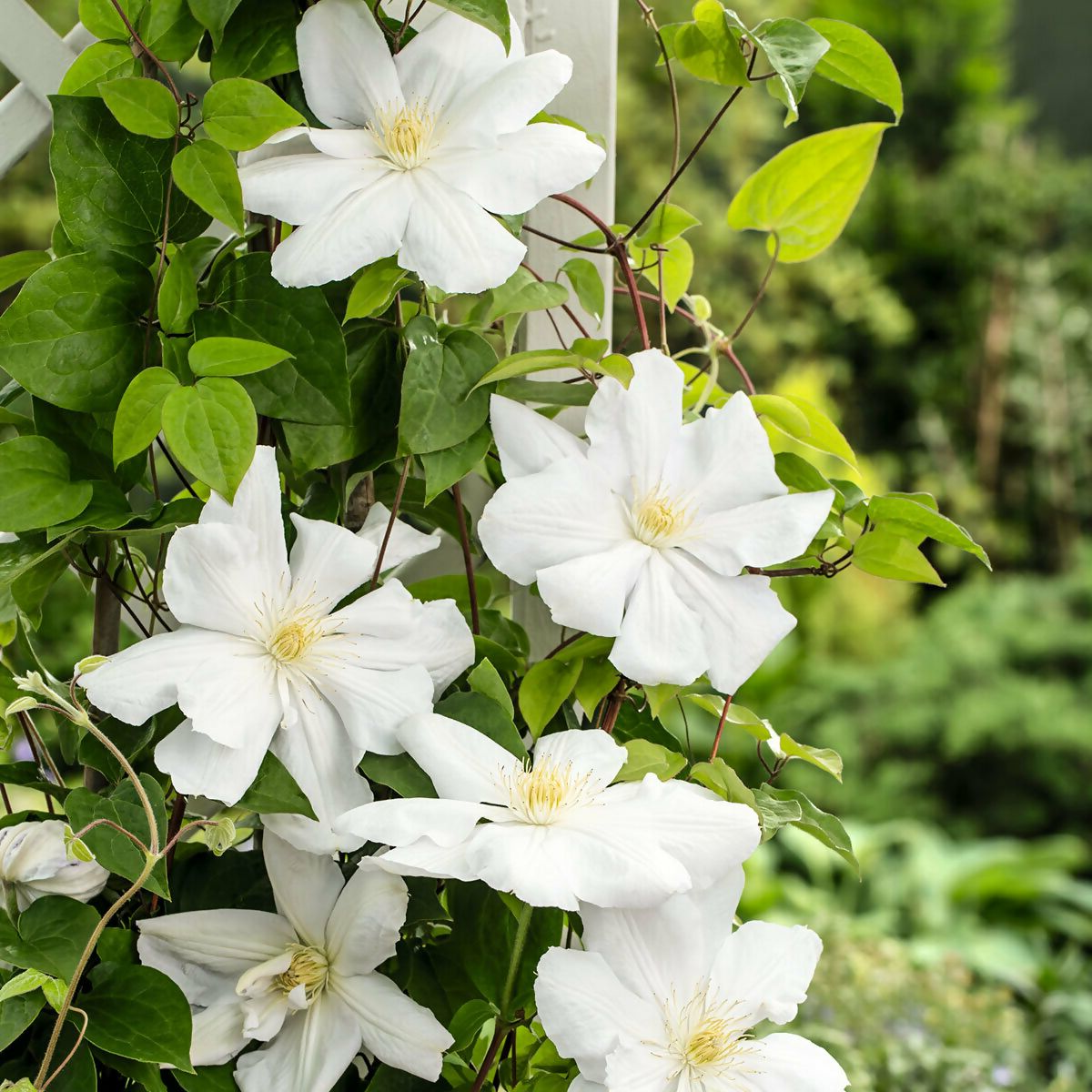 Clematis 'Madame Le Coultre' - Witte bosrank