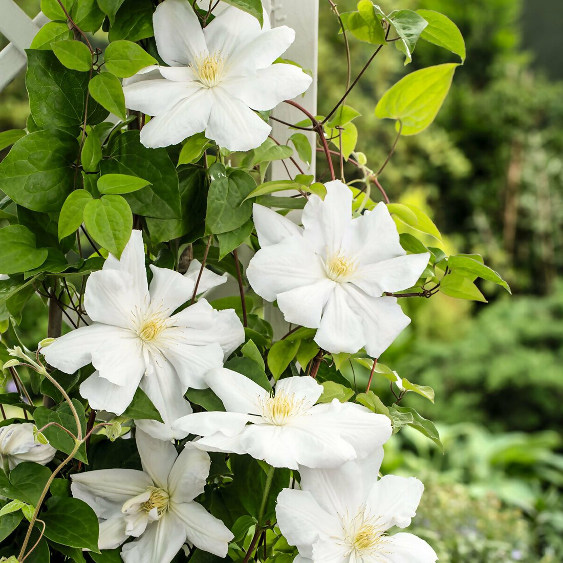 Clematis mix - Wit/Roze - Pakket van 10