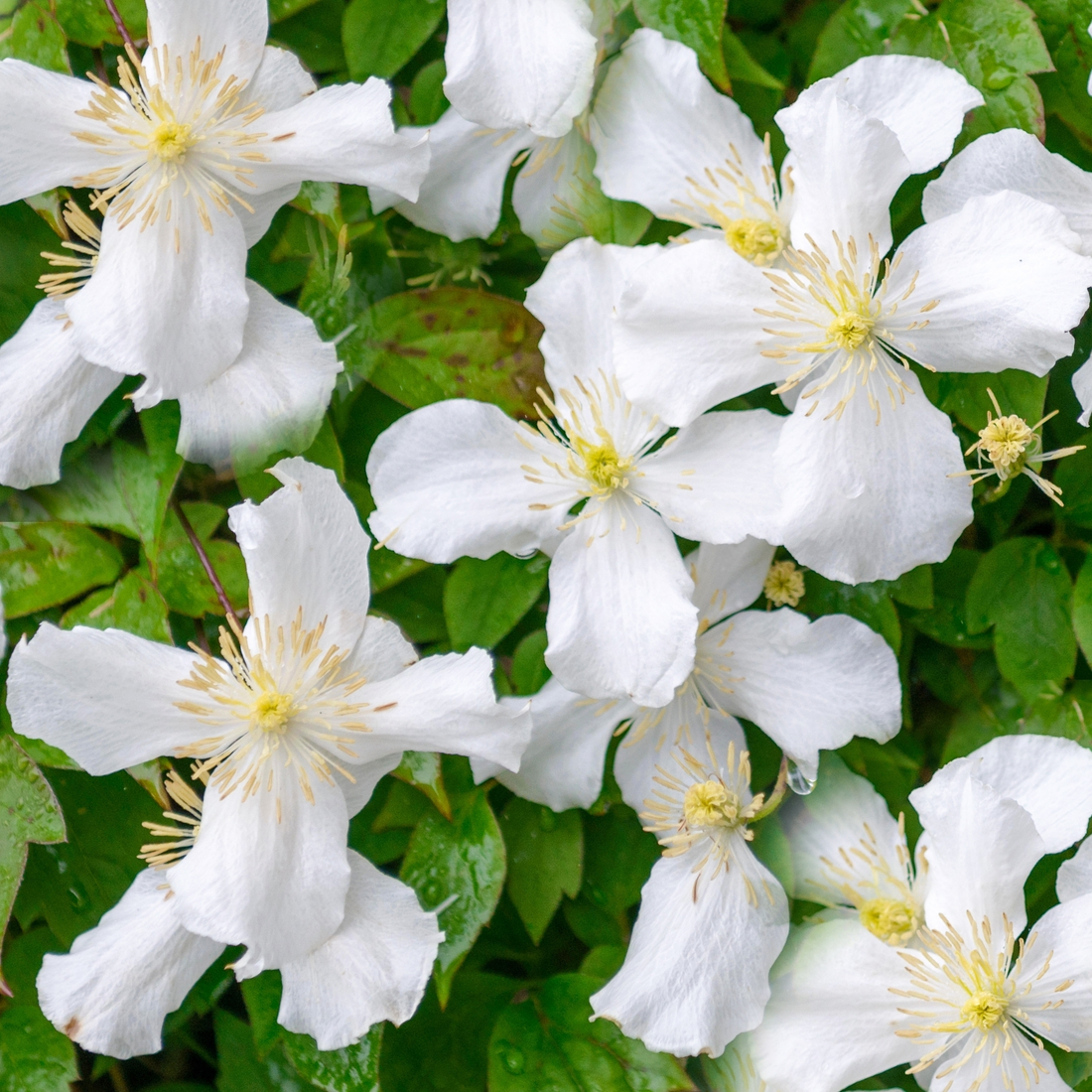 Clematis Montana 'Grandiflora' - Witte bosrank