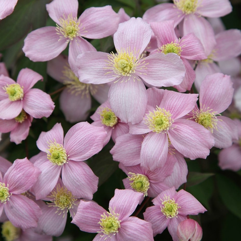 Clematis mix - Wit/Roze - Pakket van 10