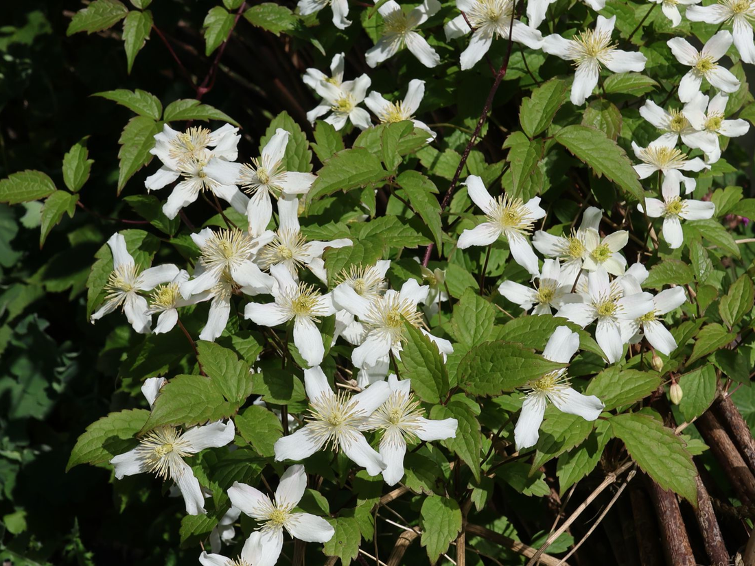 Clematis mix - Wit/Roze - Pakket van 10