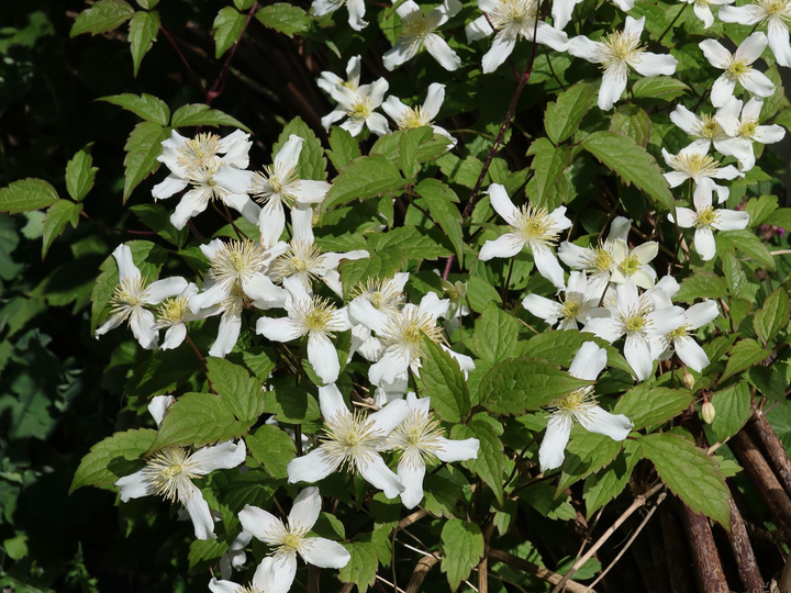 Clematis mix - Wit/Roze - Pakket van 10