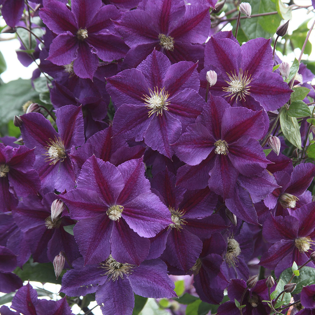 Clematis mix - Blauw/Paars - Pakket van 10
