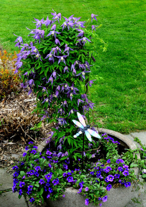 Clematis 'Alpina' - Paarse bosrank