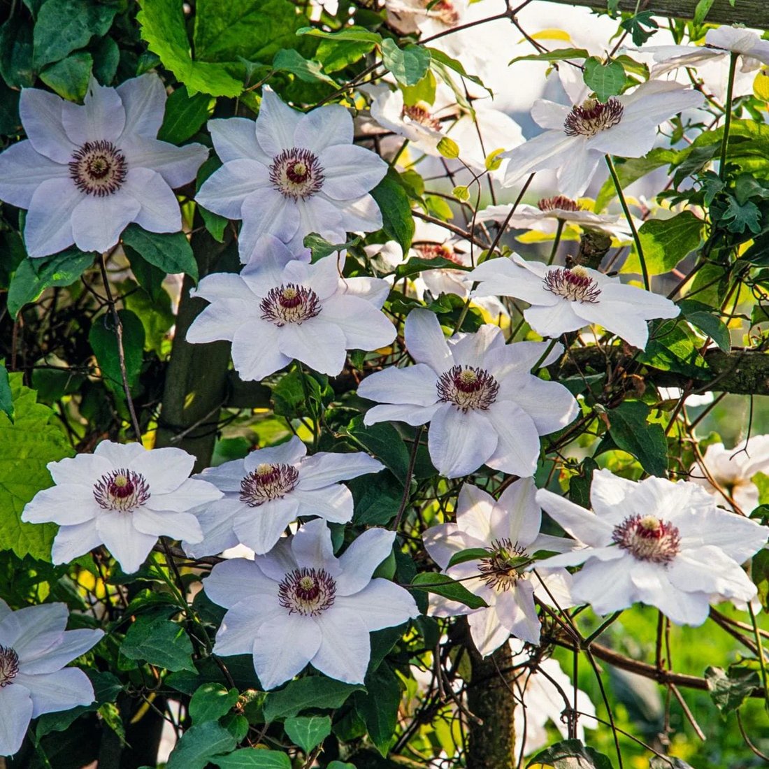 Clematis mix - Kleur - Pakket van 10
