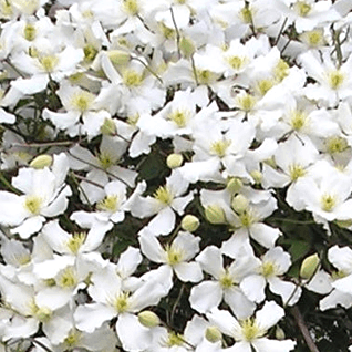 Clematis Montana 'Grandiflora' - Witte bosrank