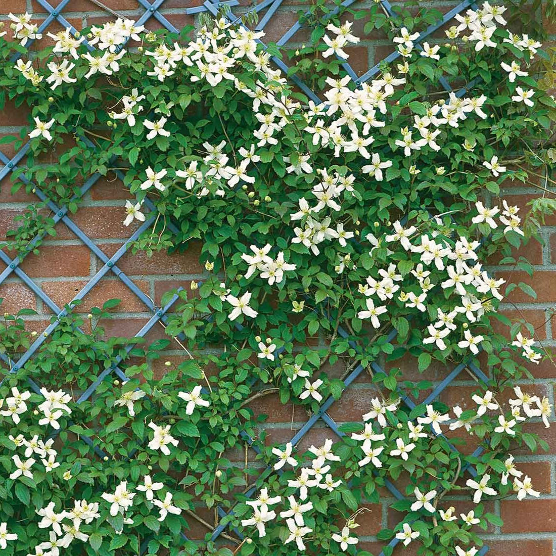 Clematis Montana 'Wilsonii' - Witte bosrank