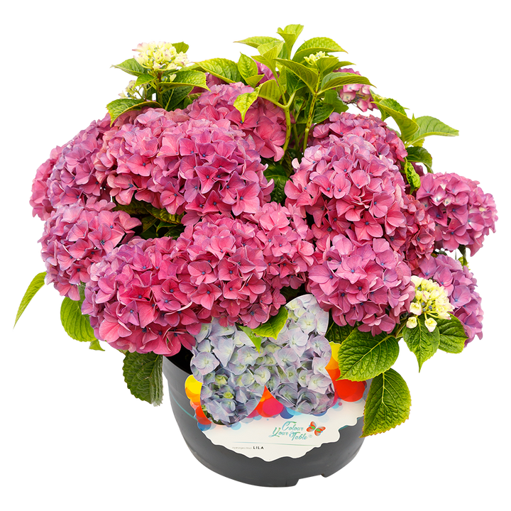 Hydrangea macrophylla 'Colour your Table'® Lila
