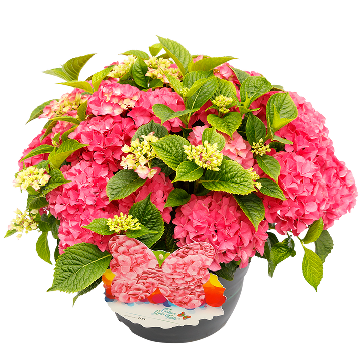 Hydrangea macrophylla 'Colour your Table'® Roze