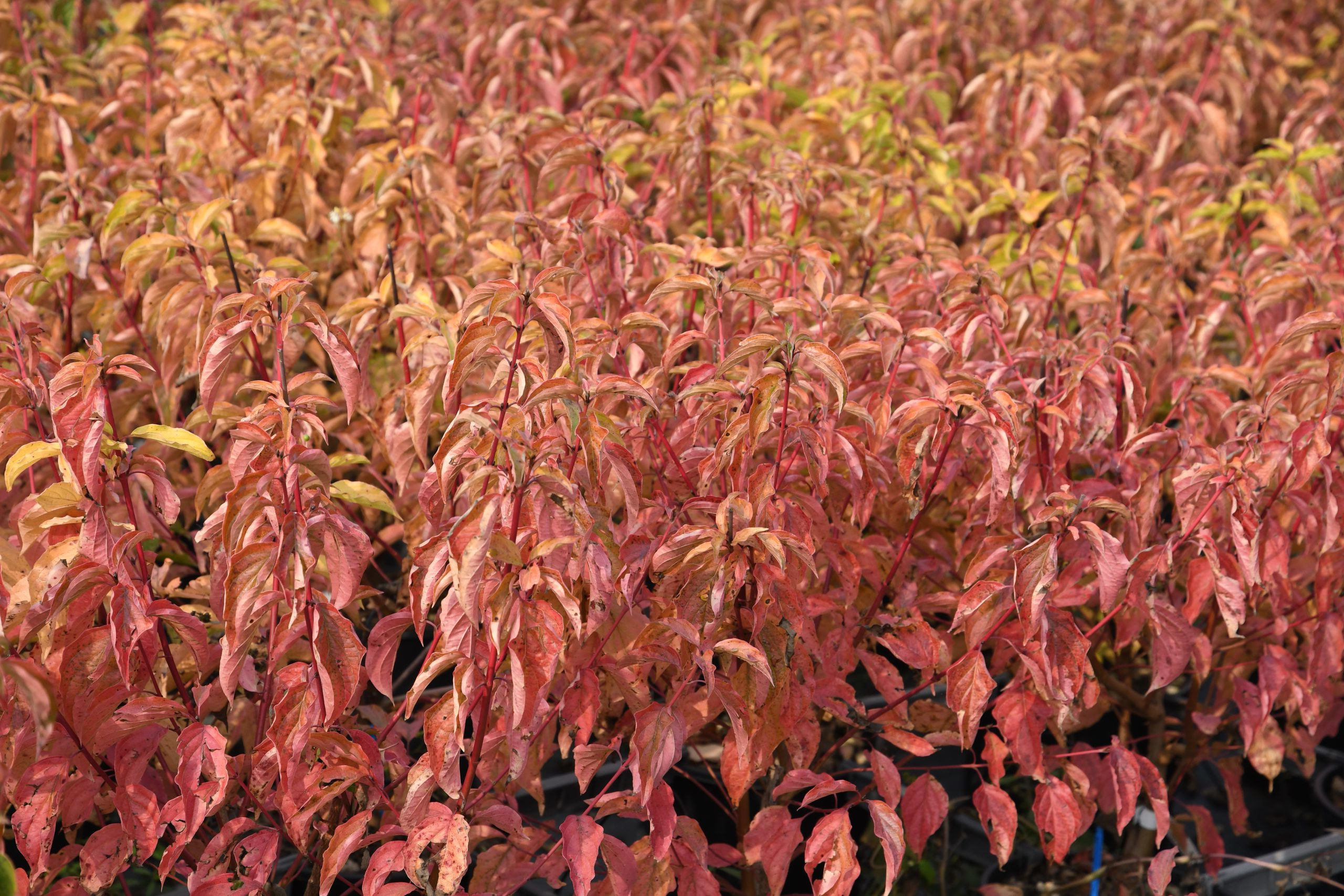 Cornus sanguinea 'Anny's Winter Orange' - Rode kornoelje met kluit