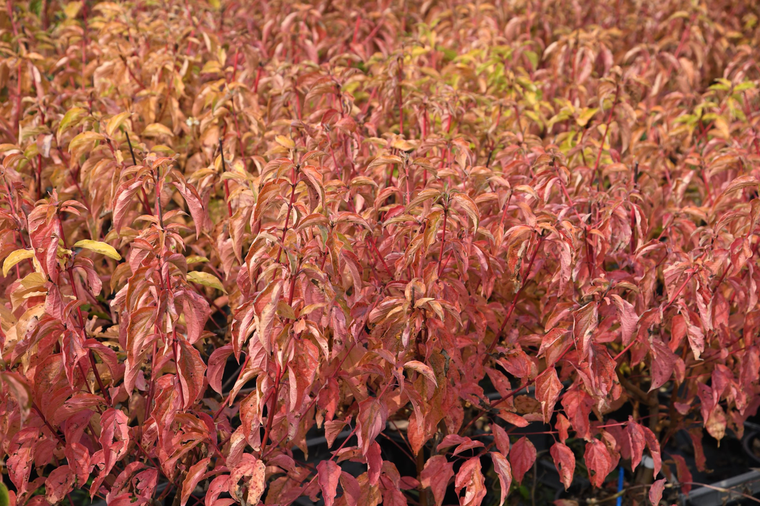 Cornus sanguinea 'Anny's Winter Orange' - Rode kornoelje met kluit