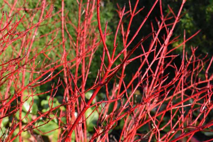 Cornus alba 'Sibirica' - Siberische kornoelje blote wortel
