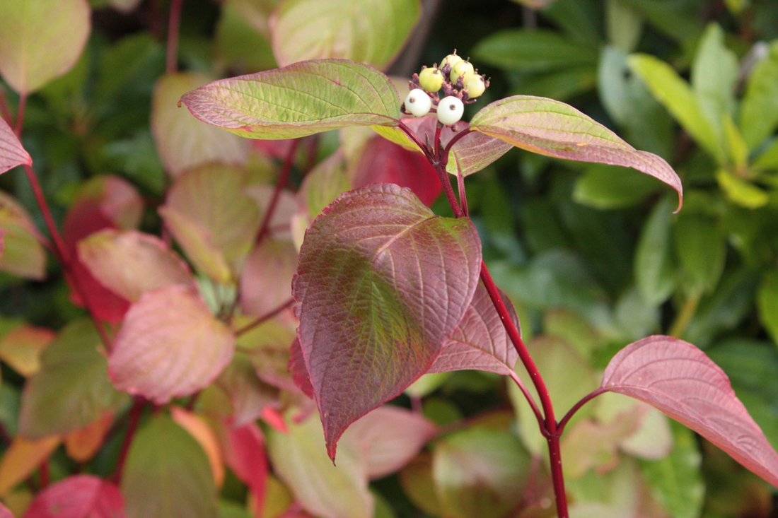 Cornus alba 'Sibirica' -  Siberische kornoelje in pot