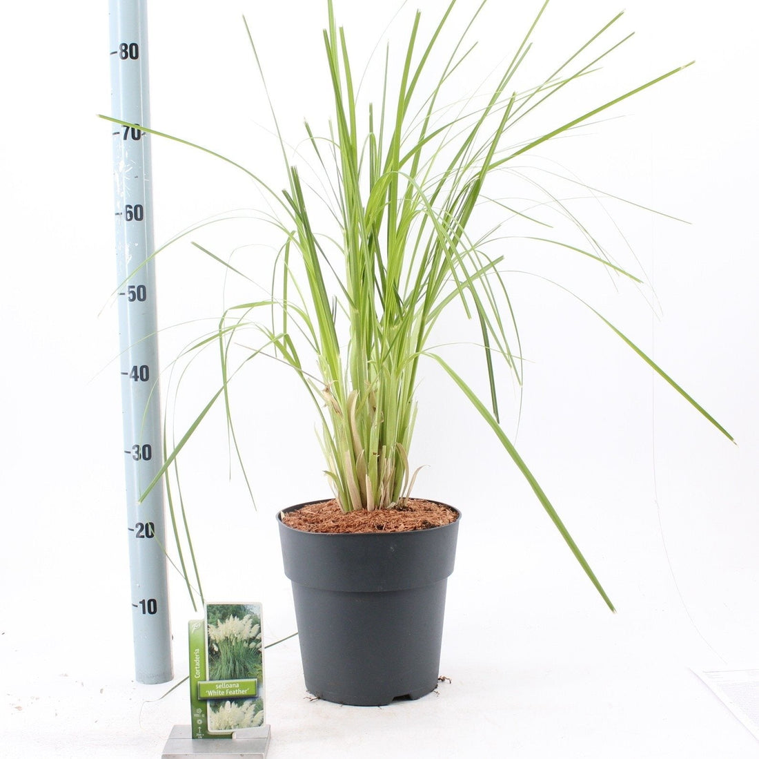 Cortaderia selloana 'White Feather' - Wit Pampasgras