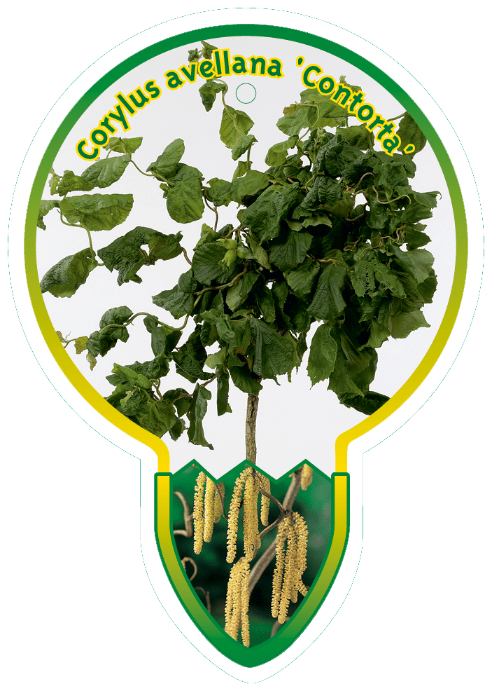 Corylus avellana 'Contorta' -  Krulhazelaar op stam