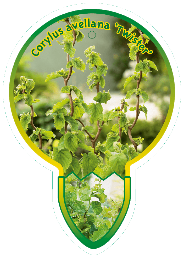 Corylus avellana 'Twister' -  Krulhazelaar op stam