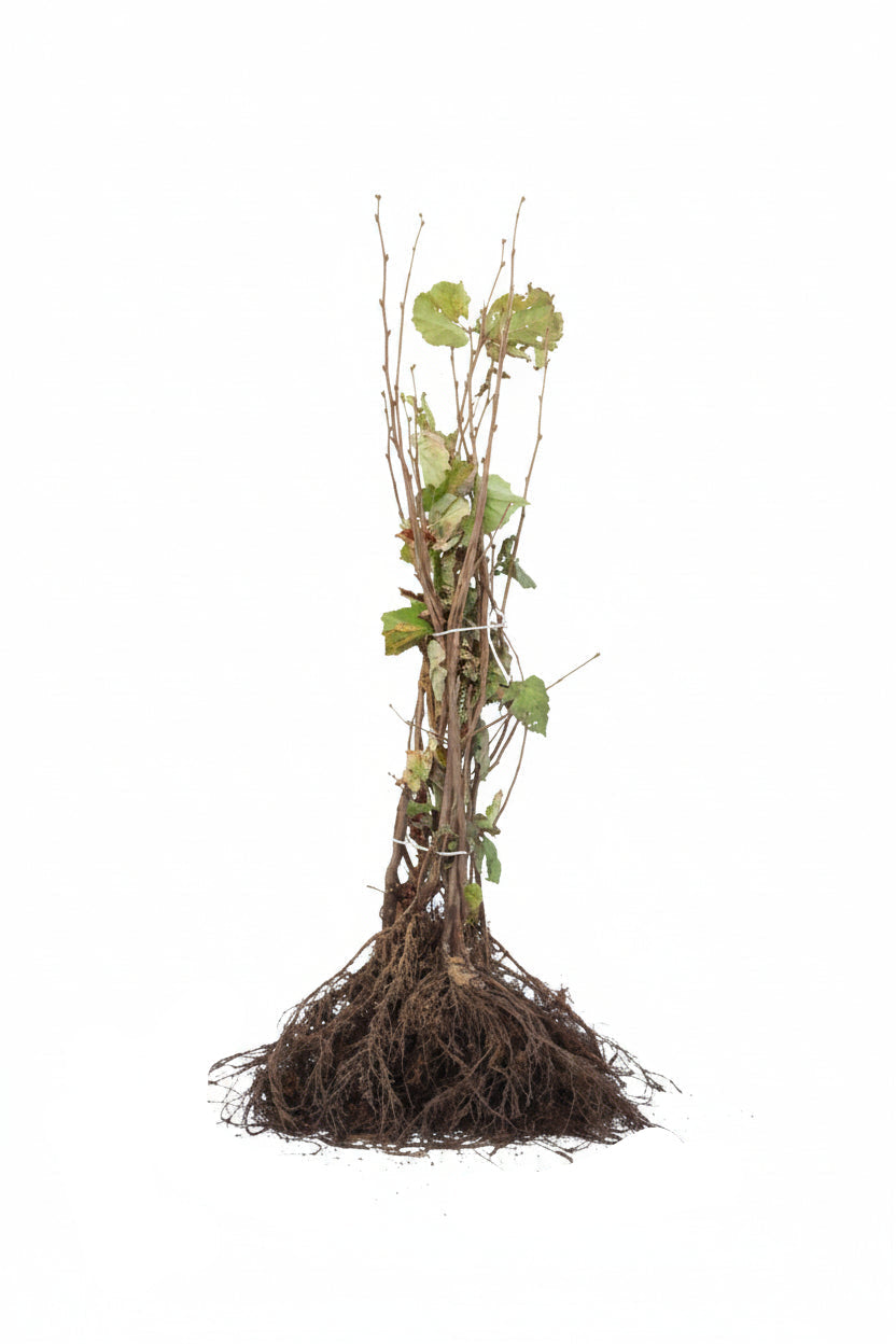 Corylus avellana - Gewone hazelaar blote wortel