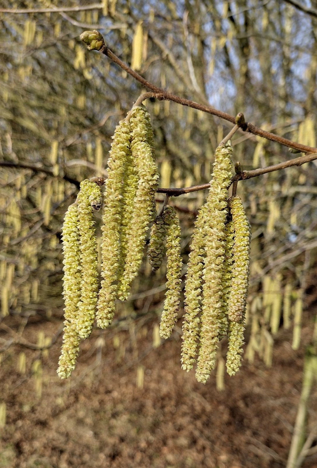 Corylus avellana - Gewone hazelaar blote wortel
