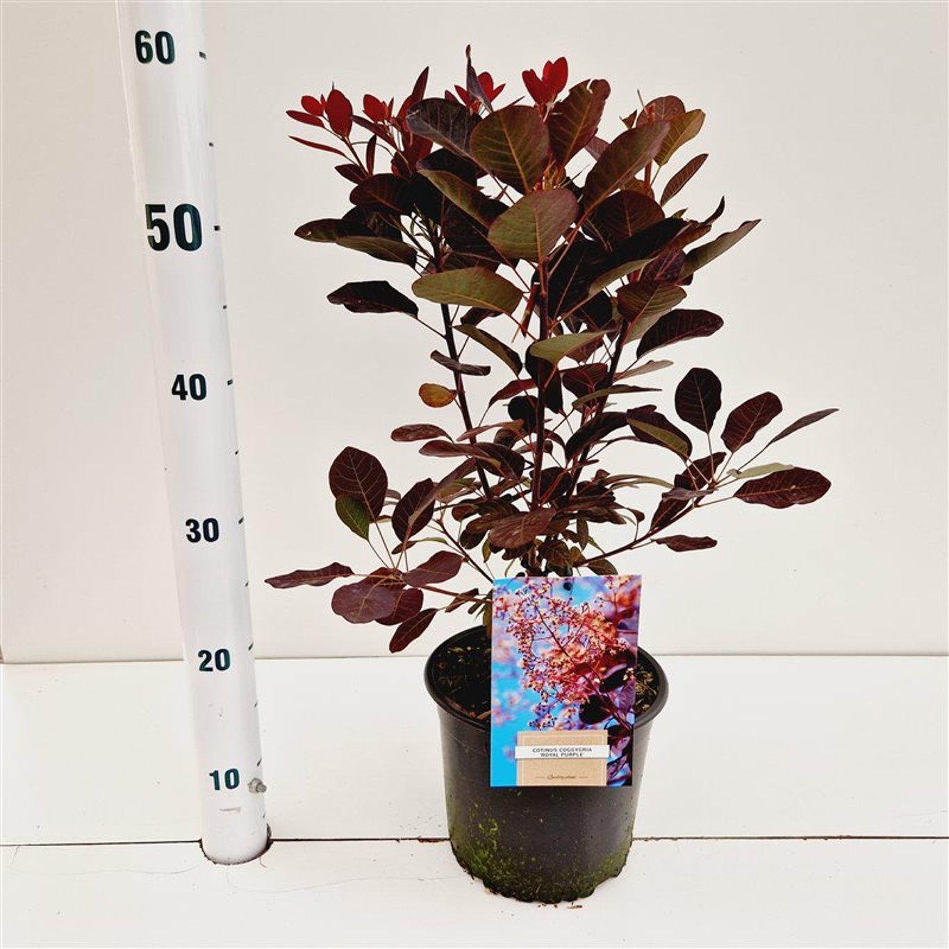 Cotinus coggygria 'Royal Purple' - Pruikenboom