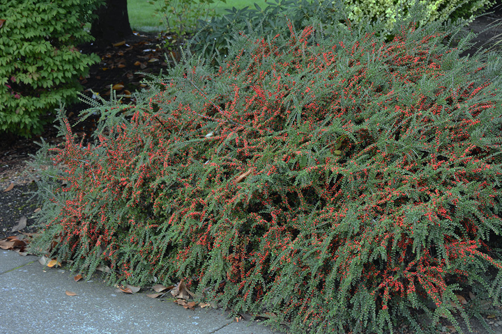 Cotoneaster horizontalis - Dwergmispel