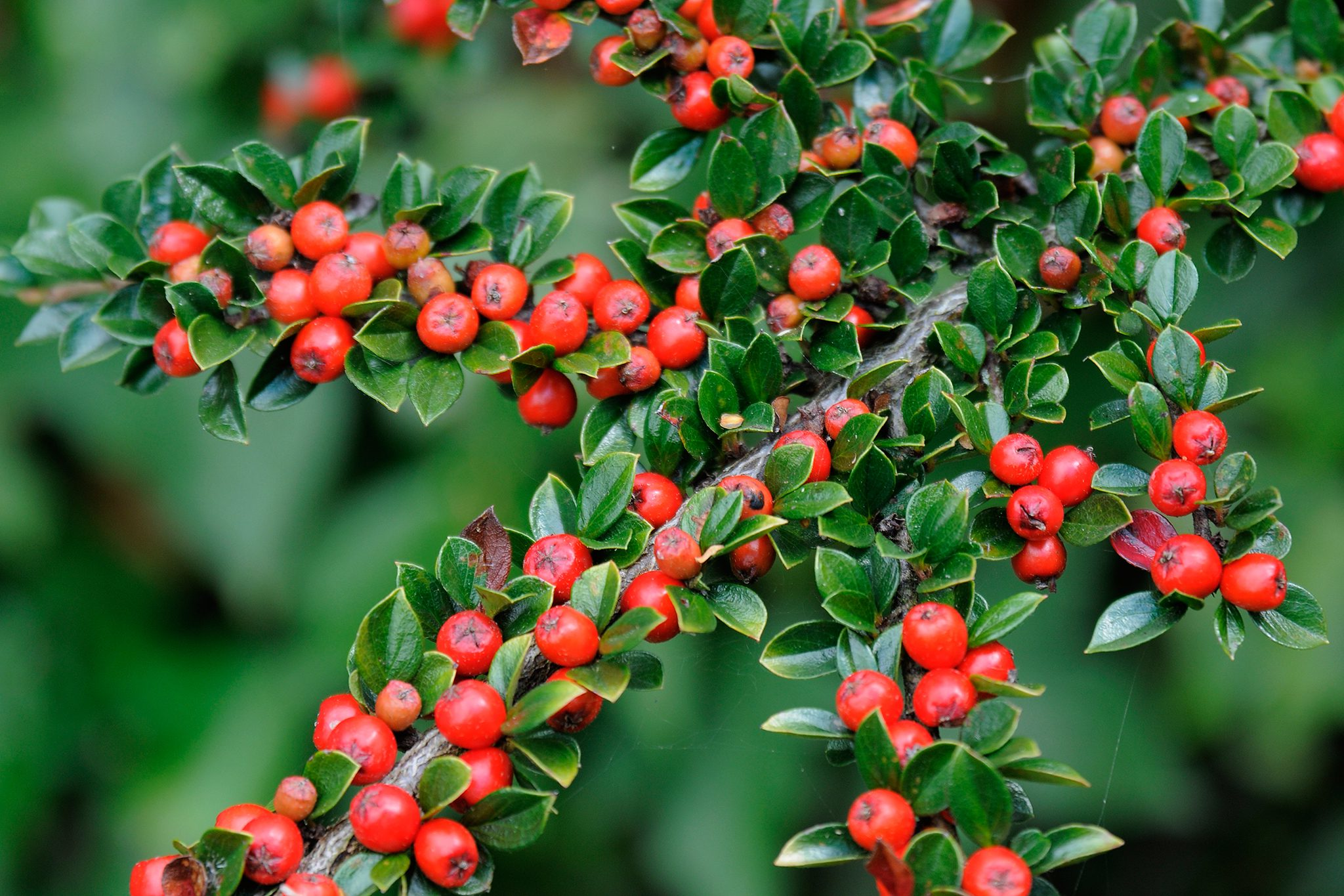 Cotoneaster horizontalis - Dwergmispel