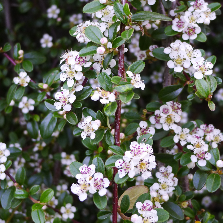 Cotoneaster procumbens 'Queen of Carpets' - Dwergmispel