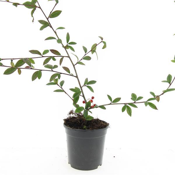Cotoneaster salicifolius 'Herbstfeuer' - Dwergmispel