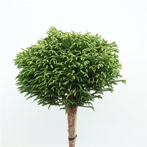 Cryptomeria japonica 'Little Champion' op stam - Japanse cipres op stam
