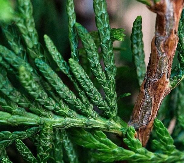 Cupressocyparis leylandii 'Tweeduizendéén' - Conifeer