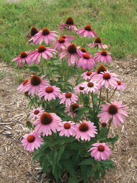 Echinacea purpurea 'Prairie Splendor Deep Rose' - Rode Zonnehoed