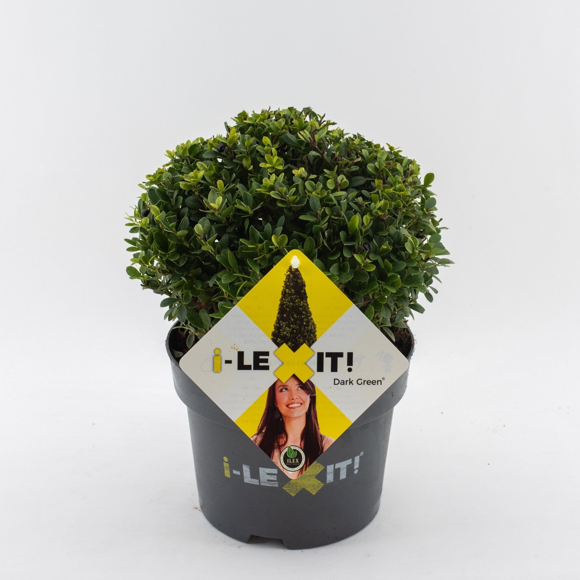 Ilex crenata 'Dark Green' - Japanse Hulst in bolvorm