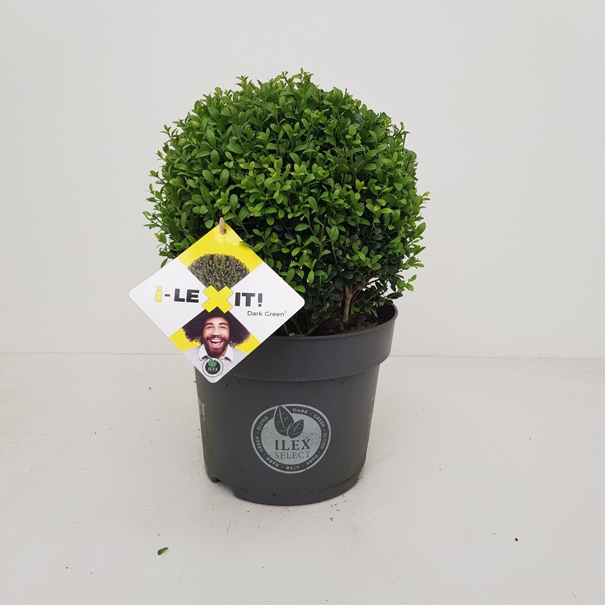 Ilex crenata 'Dark Green' - Japanse Hulst in bolvorm