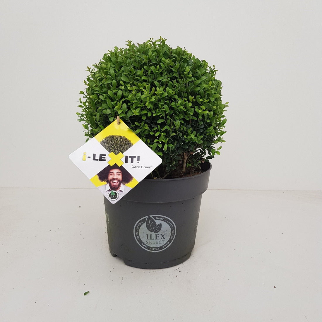 Ilex crenata 'Dark Green' - Japanse Hulst in bolvorm