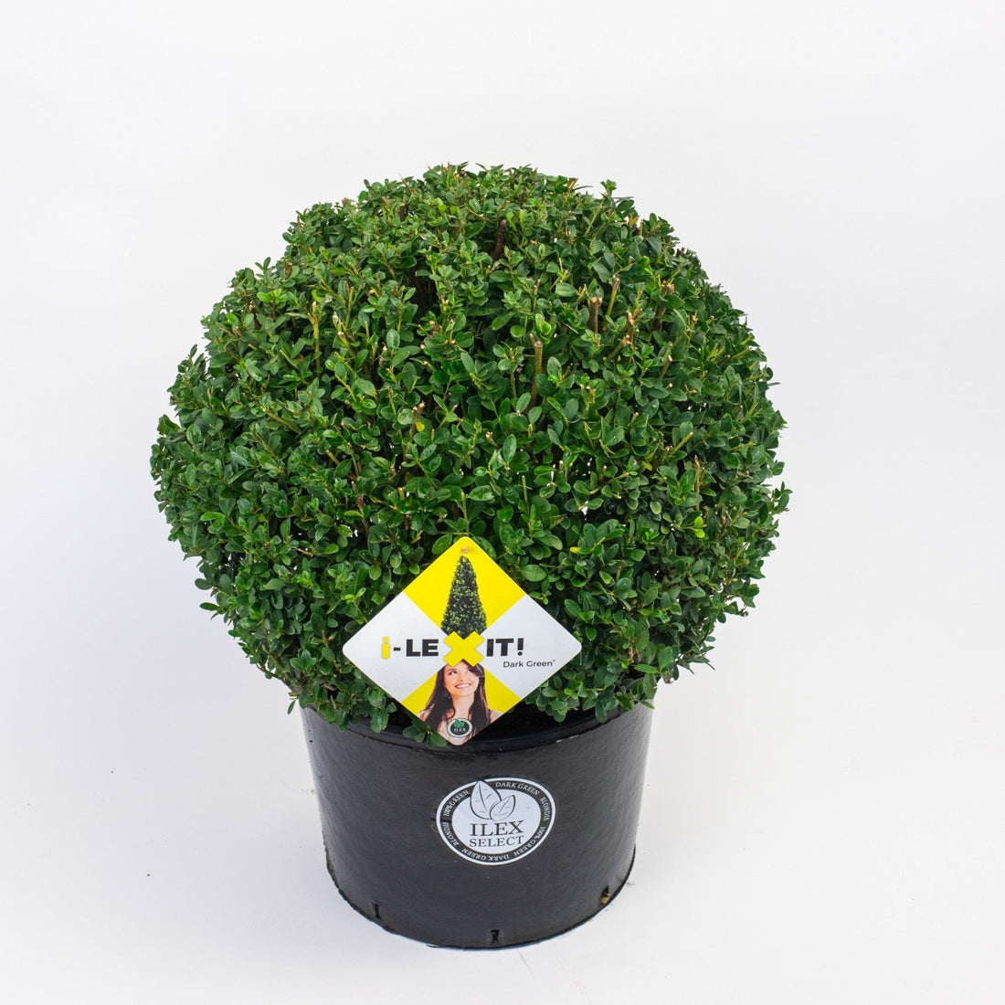 Ilex crenata 'Dark Green' - Japanse Hulst in bolvorm