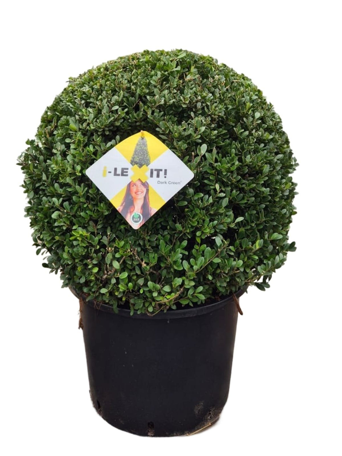 Ilex crenata 'Dark Green' - Japanse Hulst in bolvorm