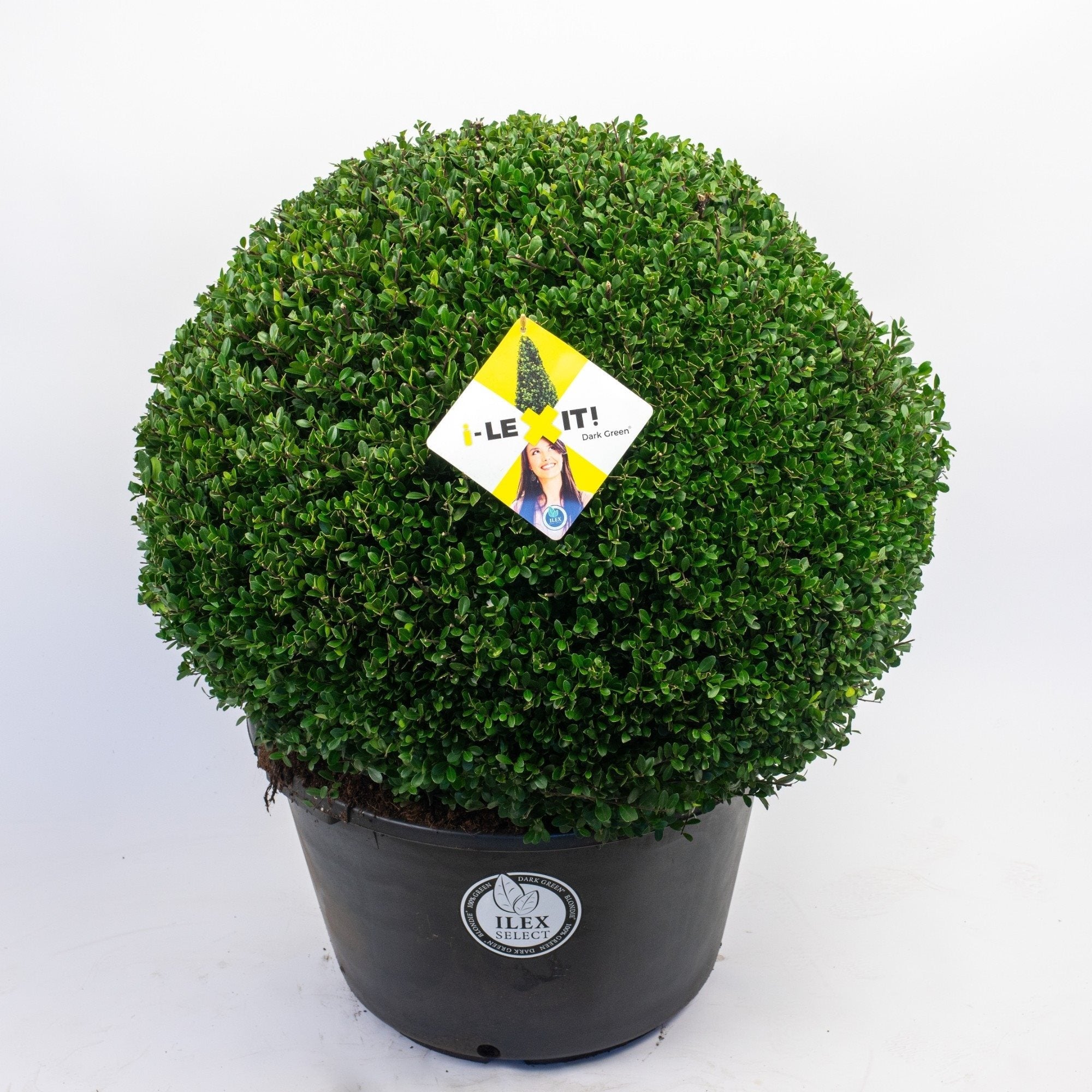 Ilex crenata 'Dark Green' - Japanse Hulst in bolvorm