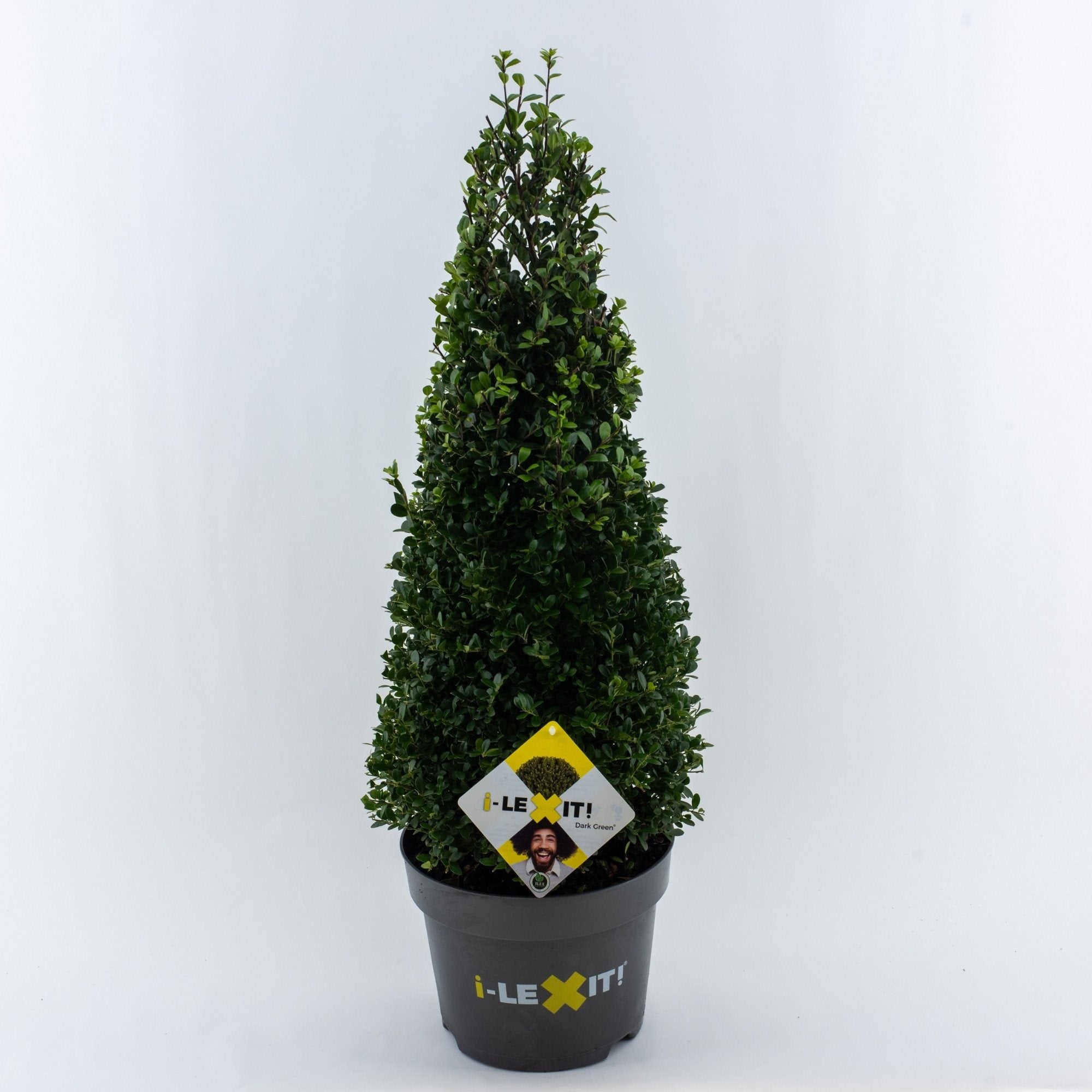 Ilex crenata 'Dark Green' - Japanse Hulst in kegelvorm