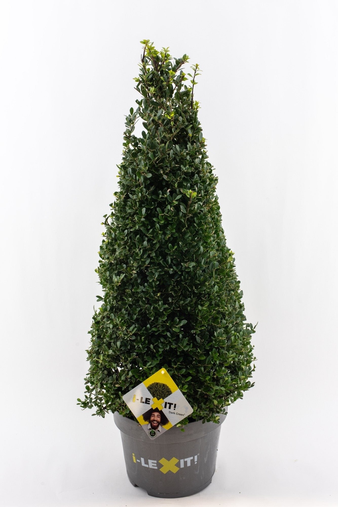 Ilex crenata 'Dark Green' - Japanse Hulst in kegelvorm
