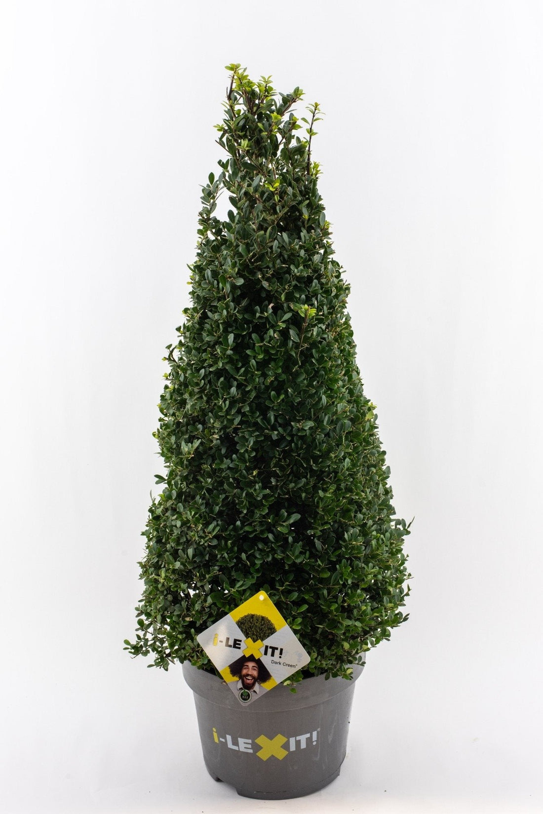 Ilex crenata 'Dark Green' - Japanse Hulst in kegelvorm